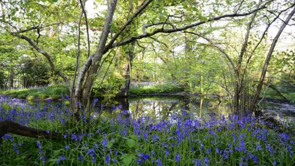 Estanque en Bluebell Woods — Vídeo de stock