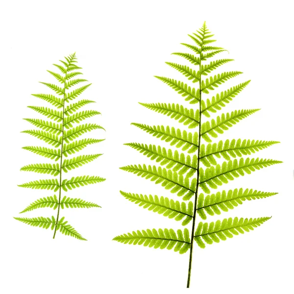 Fern Leafs — Stock Photo, Image