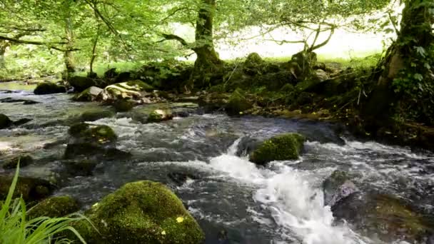 Golitha valt in cornwall — Stockvideo