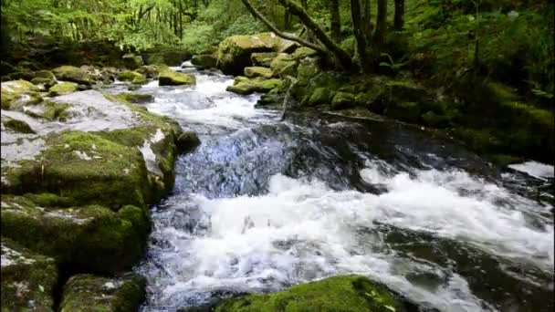 Golitha Falls In Cornwall — Stock Video