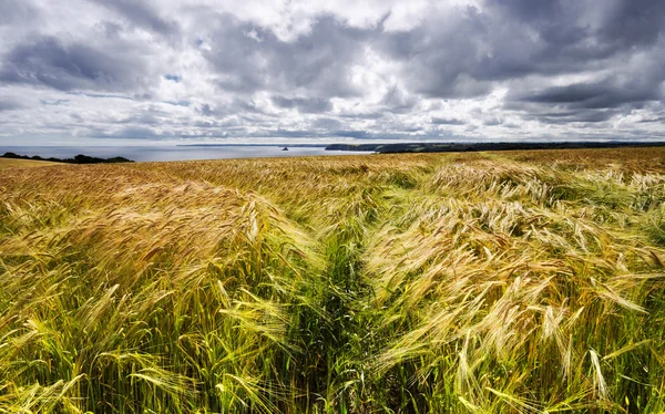 黄金の麦畑 — ストック写真