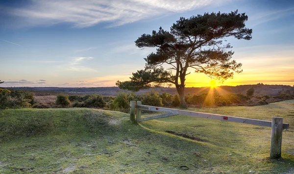 Puesta de sol en Bratley View en el Nuevo Bosque — Foto de Stock