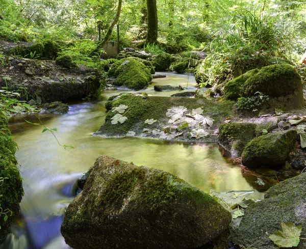 Forest Stream — Stock Photo, Image