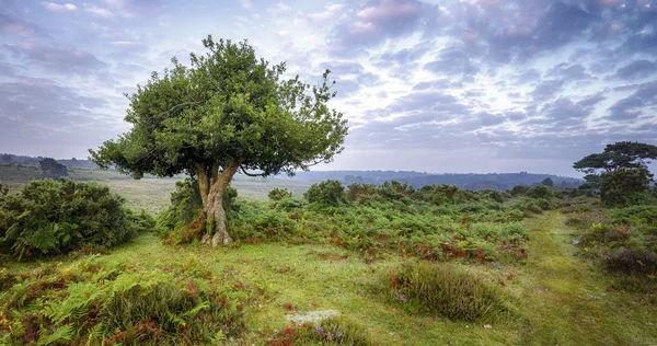 Gnarled Holly Tree