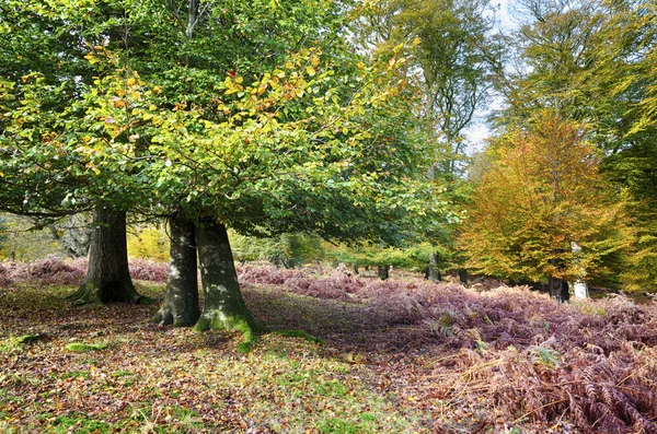 Herbst im neuen Wald — Stockfoto