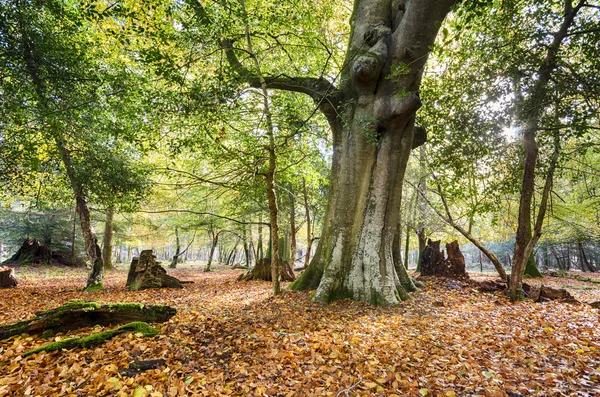 Höst i new forest — Stockfoto