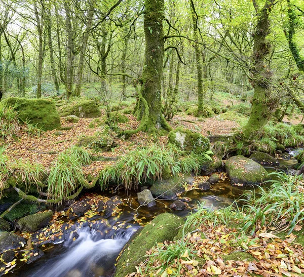 Förtrollade skogen — Stockfoto