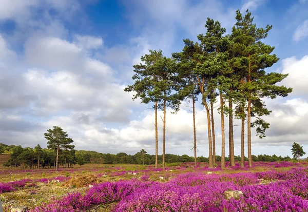 Forest and Heather — Stock Photo, Image