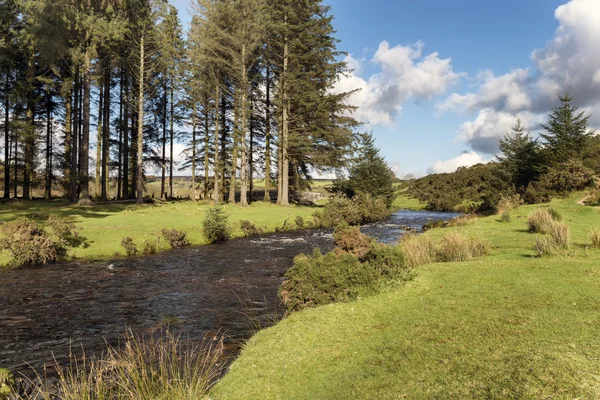 Bellever on Dartmoor — Stock Photo, Image