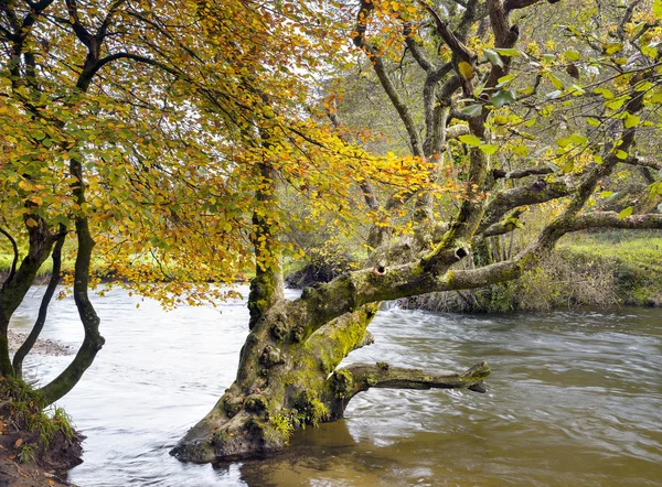 Podzim na řece fowey — Stock fotografie