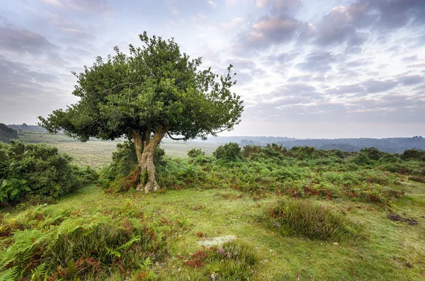Dawn in the New Forest — Stock Photo, Image