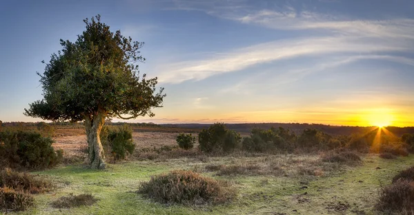 Solnedgång vid bratley Visa i new forest — Stockfoto