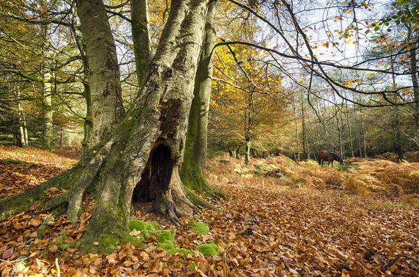 Herbst im neuen Wald — Stockfoto