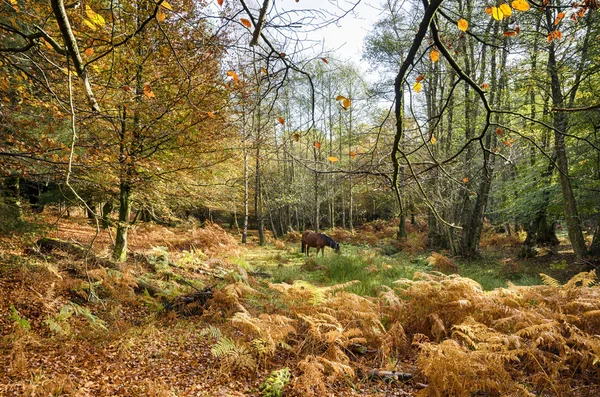 Höst i new forest — Stockfoto