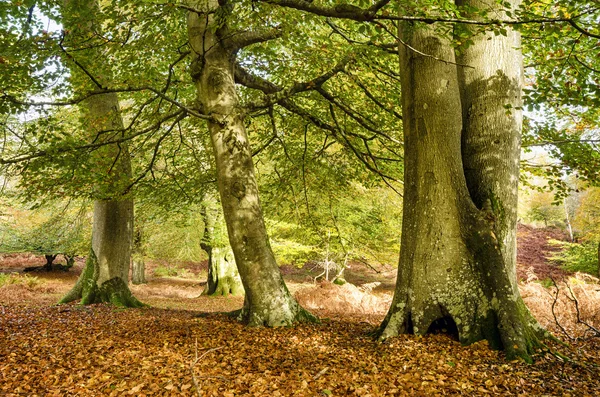 Herbst im neuen Wald — Stockfoto