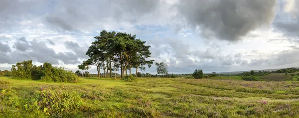 Ny skog kvällen — Stockfoto