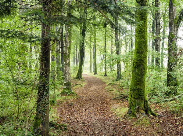 Woodland Path — Stock Photo, Image