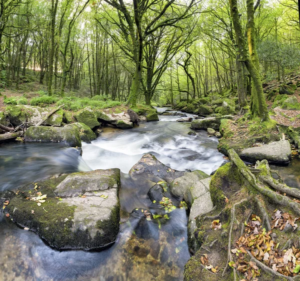 Forest river — Stockfoto