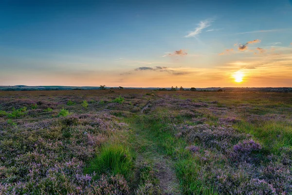 Sommar Solnedgång Över Winfrith Heath Dorset Landsbygden — Stockfoto
