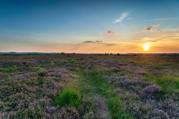 Pôr Sol Verão Sobre Winfrith Heath Campo Dorset Fotos De Bancos De Imagens Sem Royalties