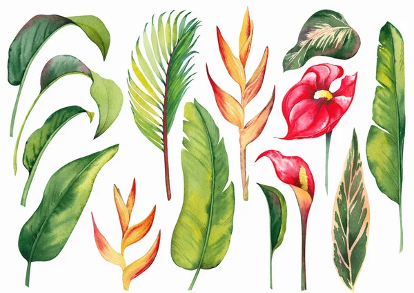 Kırmızı anthurium, helikonya çiçekleri ve palmiye yapraklarıyla tropik set. — Stok fotoğraf