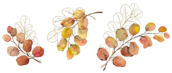 Folhas de eucalipto coleção aquarela. — Fotografia de Stock