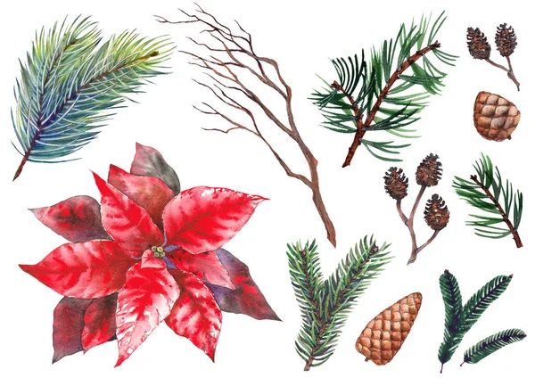 Conjunto de ramas de pino, conos y flor estrella de Navidad poinsettia. — Foto de Stock
