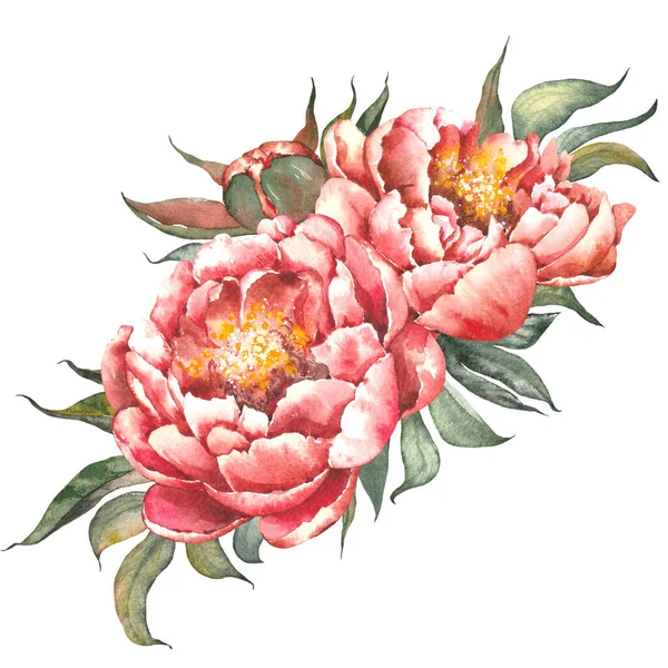ピンクの牡丹の花。水彩画. — ストック写真