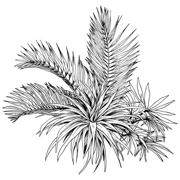 Arrangemang för tropiska palmkvistar och blad. — Stock vektor