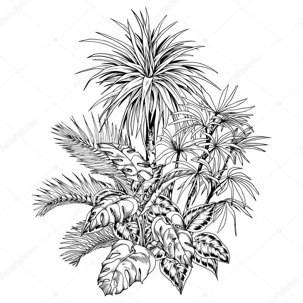 Tropical palm trees and monstera leaves arrangement.