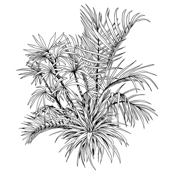 Arreglo de palmeras y hojas de palmeras tropicales. — Vector de stock