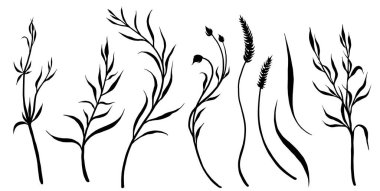 Dekoratif yabani otlar ve çiçekler..