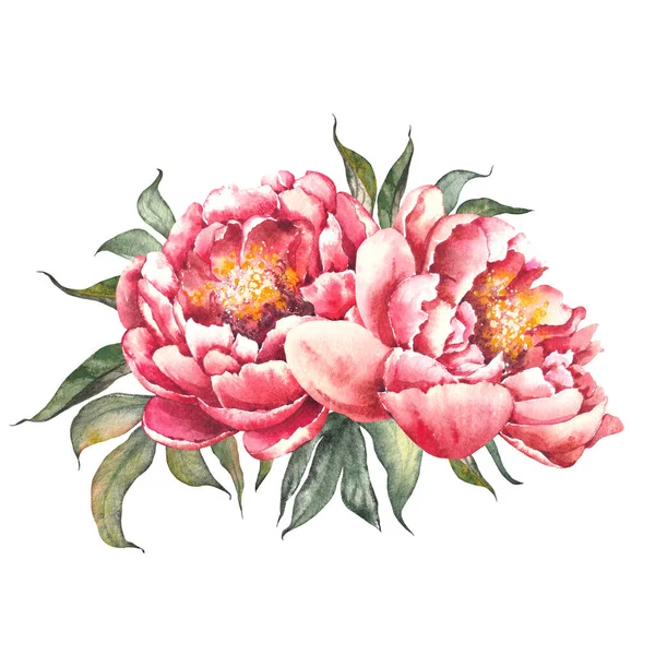 ピンクの牡丹の花の配置。水彩画. — ストック写真