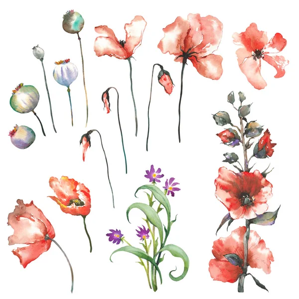 Kırmızı Gelincikler Kır Çiçekleri Klip Sanatı Suluboya Çizimi Beyaz Arkaplanda — Stok fotoğraf
