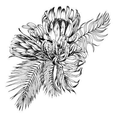 Floral arrangement with exotic protea flowers and palm leaves. Hand drawn vector illustration on white background.