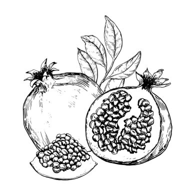Black and white sketch of pomegranate fruits. Hand drawn vector illustration.