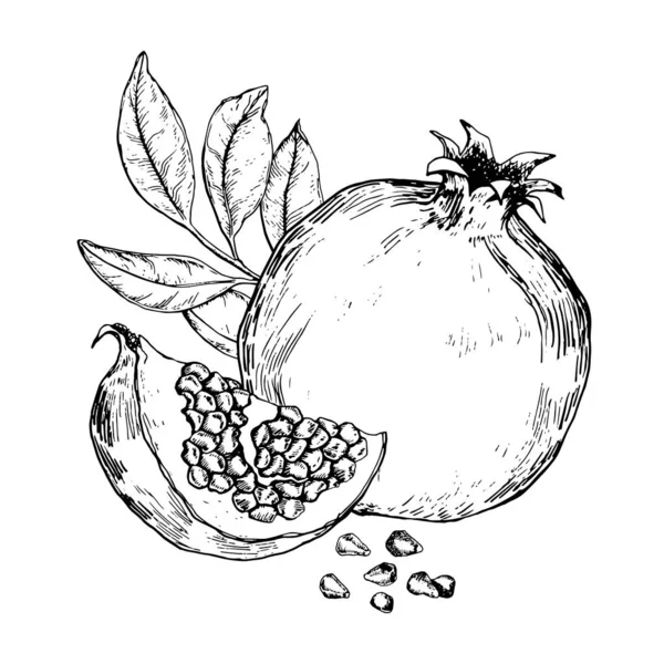 Fekete Fehér Vázlat Gránátalma Gyümölcsök Levelek Kézzel Rajzolt Vektor Illusztráció — Stock Vector