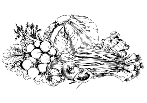Cabbage Tomato Vegetable Arrangement Black White Hand Drawn Vector Illustration — Stock Vector