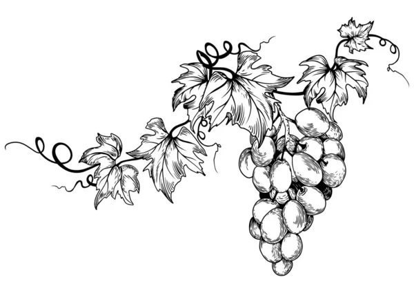 Branche Feuilles Raisin Noir Blanc Illustration Vectorielle Dessinée Main — Image vectorielle