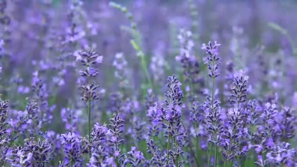 Campos de lavanda — Vídeo de Stock