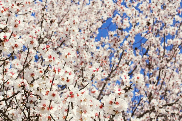 Spring flowers, beautiful almond blossoms, blue sky — Stock Photo, Image