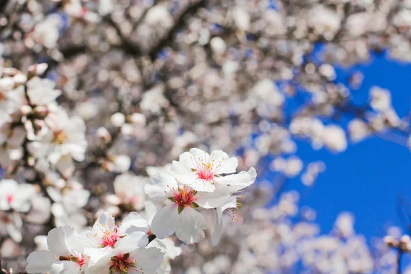 Spring flowers, beautiful almond blossoms, blue sky — Stock Photo, Image