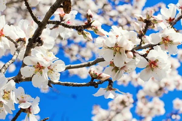 Flores de primavera, hermosas flores de almendras, cielo azul — Foto de Stock