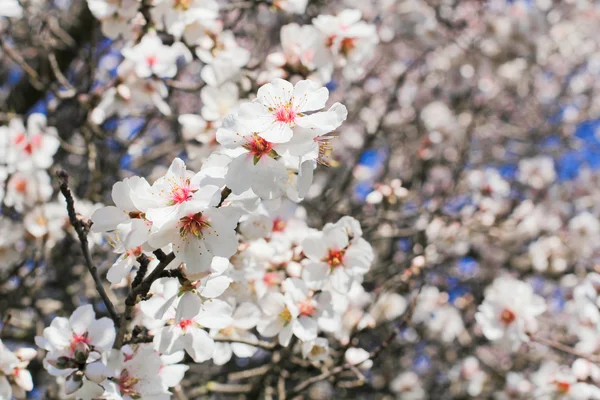 Spring flowers, beautiful almond blossoms, blue sky — Stock Photo, Image
