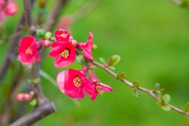 Sarı pistil - Japon çiçekli güzel pembe bahar çiçekleriyle