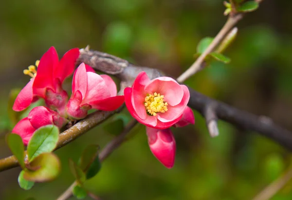 Beautiful pink spring flowers with yellow pistil - flowering Jap — Stock Photo, Image