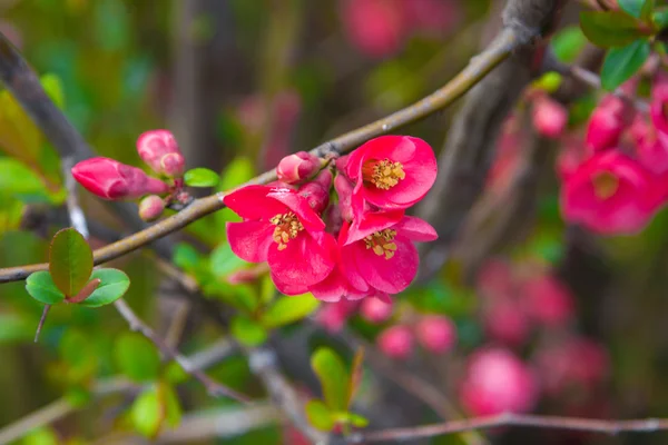 Beautiful pink spring flowers with yellow pistil - flowering Jap — Stock Photo, Image