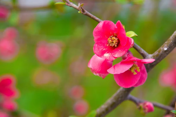 Beautiful pink spring flowers with yellow pistil - flowering Jap — Stock Photo, Image