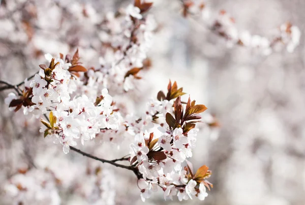 Hermosas flores de primavera flores de cerezo en el jardín outdor — Foto de Stock