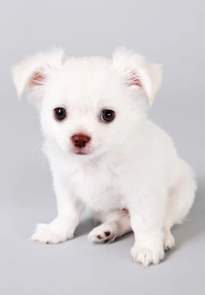 Söt liten hund. bedårande chihuahua valp — Stockfoto